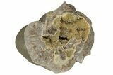Yellow Crystal Filled Septarian Geode - Utah #204031-2